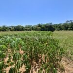 Cultivo de mandioca en Paraguay - Suelo fértil para agricultura