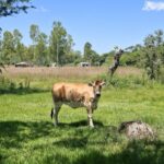 Ganadería en Paraguay Vaca en pastizal de propiedad inmobiliaria