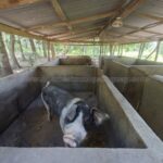 Venta de propiedad en Paraguay con instalaciones para cría de cerdos