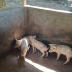 Venta de propiedad en Paraguay con instalaciones para cría de cerdos