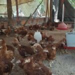 Inmuebles Paraguay Galpón para cría de aves y producción avícola