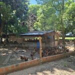 Inmuebles Paraguay - Galpón para cría de aves y producción avícola