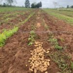 Papas recién cosechadas alineadas en el campo, demostrando la productividad de la tierra.