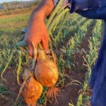 Cosecha manual de cebollas frescas mostrando la calidad de la producción del terreno