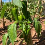 Primer plano de locotes verdes listos para la cosecha en zona agrícola japonesa.