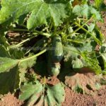 Planta de zucchini con frutos en crecimiento, ejemplo de la rotación de cultivos anuales.