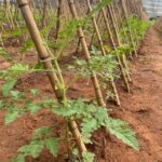 Plantación de hortalizas con sistema de tutores en suelo mecanizado de alta fertilidad