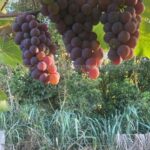 Racimos de uva tinta en plena maduración, parte de la hectárea de viñedo con rendimiento.