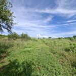 Vista del terreno mecanizado con pasto bajo, ideal para expansión de cultivos frutales.