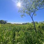 Terreno soleado con un árbol joven y cielo azul radiante en La Colmena