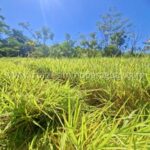 Vegetación densa y pastizales bajo el sol de La Colmena