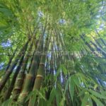 Bosque de tacuaras gigantes elevándose hacia el cielo en el terreno en La Colmena