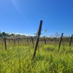 Parcela agrícola con postes de viñedo bajo un cielo azul en La Colmena