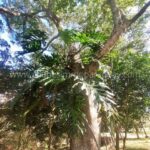 Naturaleza preservada propiedad rural 27 hectáreas La Colmena Paraguay