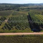 Plantación de eucaliptos vista desde el aire propiedad rural La Colmena Paraguay