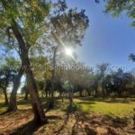 Bosque nativo propiedad rural La Colmena Paraguay