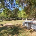 Campo natural ganadería propiedad rural La Colmena Paraguay