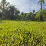 Vegetación subtropical terreno en venta La Colmena Paraguay