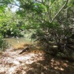 Vegetación natural terreno en venta Paraguay