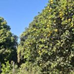 Árboles frutales cítricos terreno agrícola Paraguay